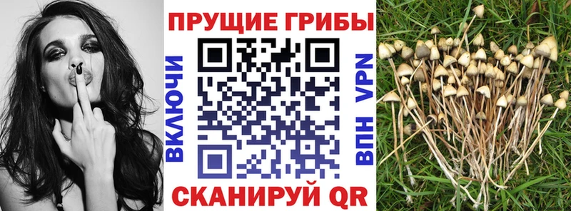 Псилоцибиновые грибы Psilocybe Томмот